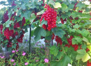 Johannisbeere, Johannisbeeren, rote Johannisbeere, Ribes, Ribes rubrum, Johannisbeerstrauch