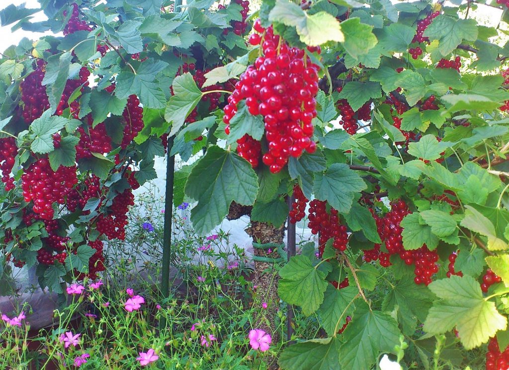 Johannisbeere, Johannisbeeren, rote Johannisbeere, Ribes, Ribes rubrum, Johannisbeerstrauch