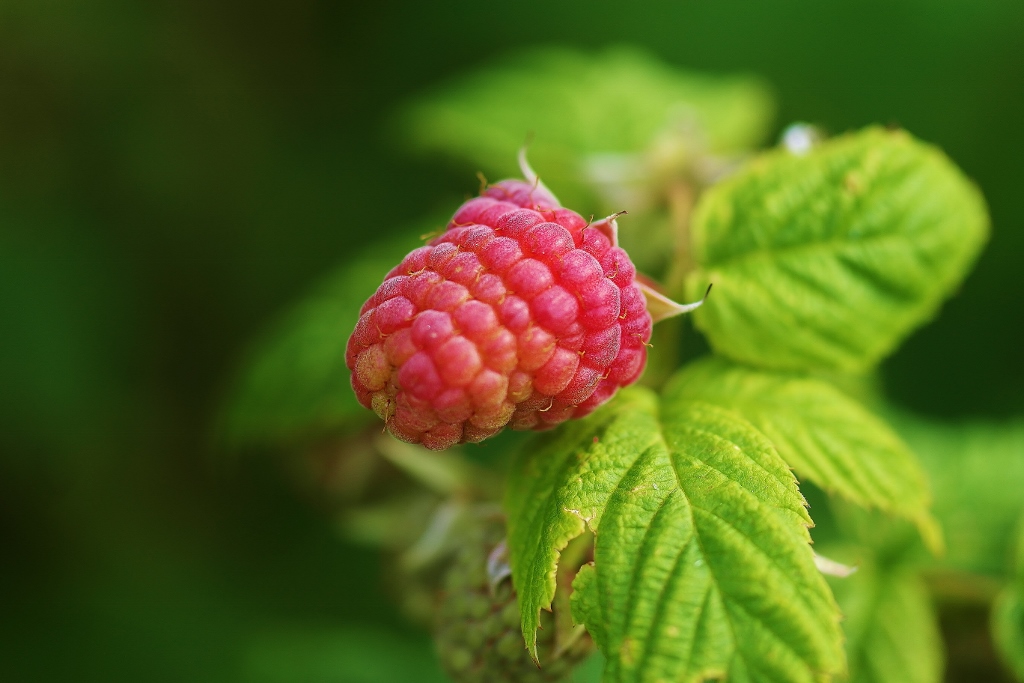 Himbeere, Himbeeren, Rubus idaeus, Himbeerstrauch