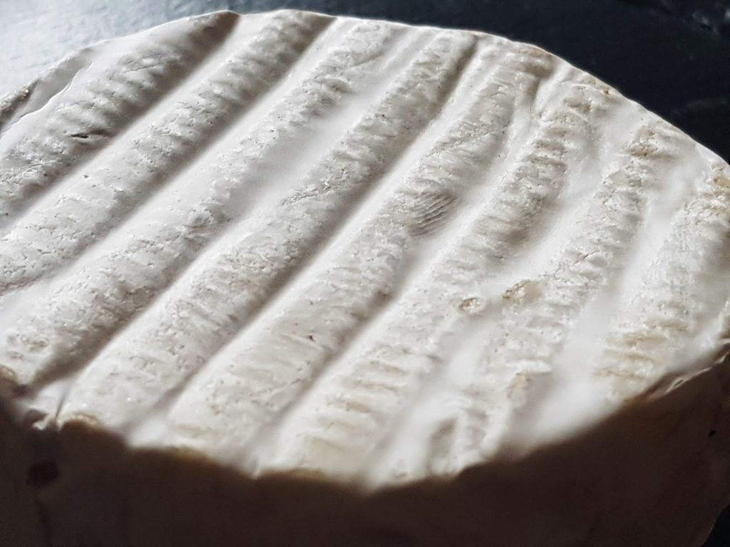 Penicillin Pilz Das Grüne Archiv