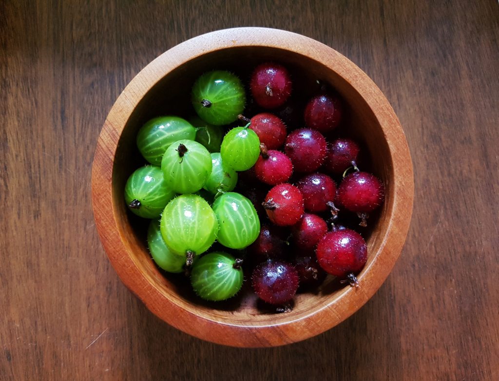 Stachelbeere, Stachelbeeren, grüne Stachelbeere, rote Stachelbeere, Ribes uva-crispa, Ribes grossularia