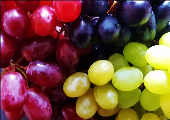 Weintraube, Weintrauben, Weinrebe, Weinreben, Trauben, Vitis