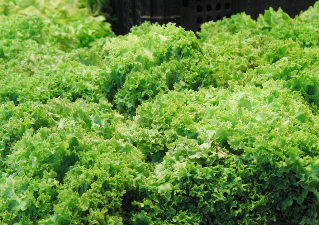 Endivie, Endiviensalat, Cichorium endivia