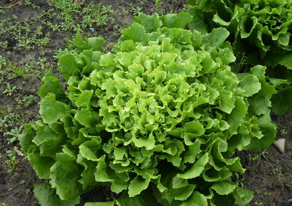 Endivie, Endiviensalat, Cichorium endivia, Escariol