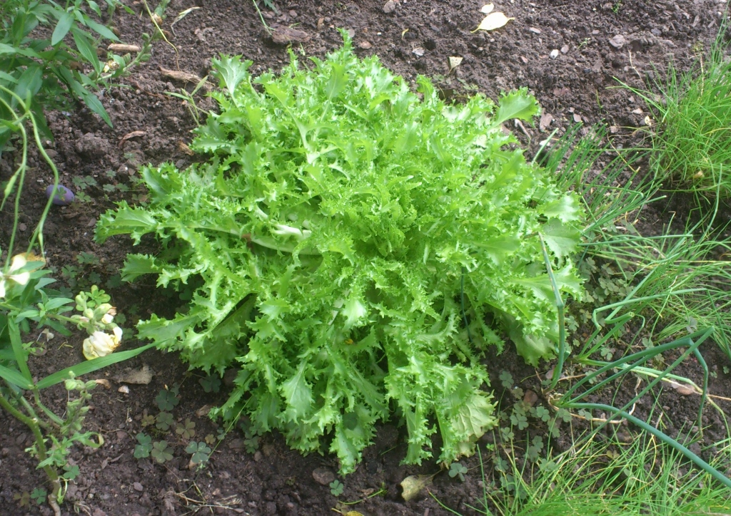 Endivie, Endiviensalat, Cichorium endivia, Frisée