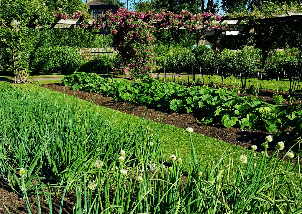 Gemüsestauden, Gartenarten, Gemüsegarten, Gartengemüse, Botanischer Garten, London, Royal Botanic Gardens London