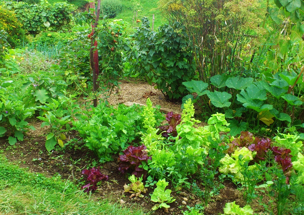 Gemüsegarten, Gartengemüse, Hobbiton, Neuseeland, Hobbit Garten