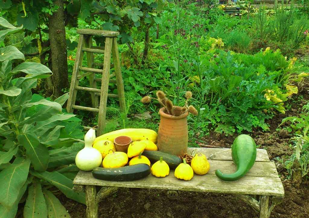 Gemüsegarten, Gemüsegarten anlegen, Gartengemüse, Ernte, Kürbisernte, Hobbiton, Neuseeland, Hobbit Garten