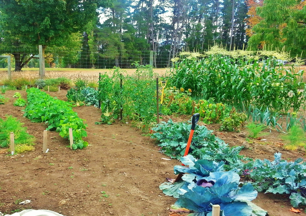 Gemüsegarten, Gartengemüse, Feldbeet, Gemüsegarten anlegen