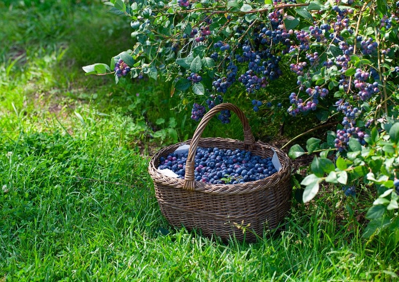 Obstgarten, Ernte, Heidelbeeren