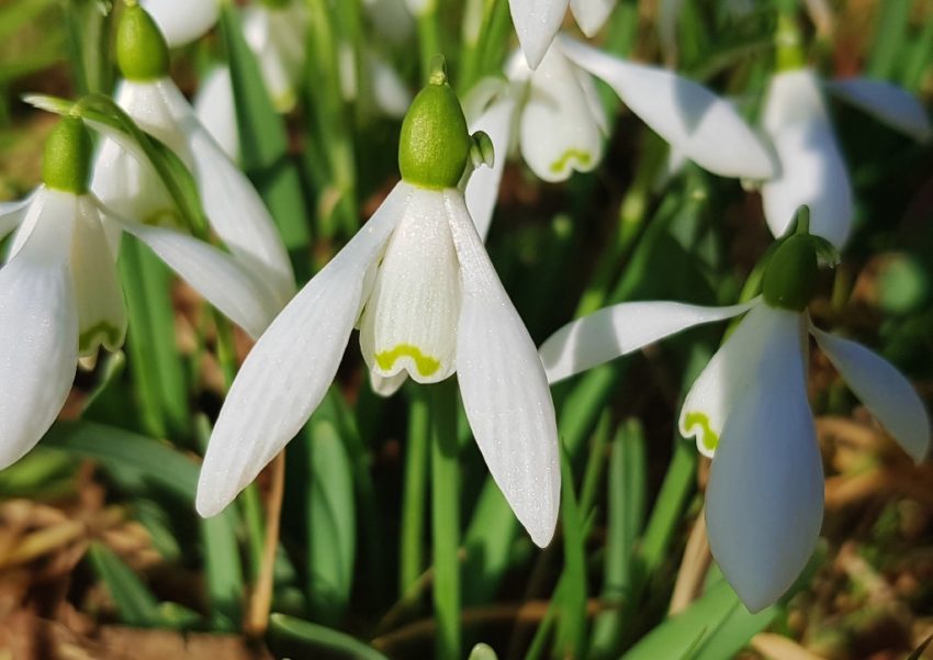 Amaryllisgewächse, Schneeglöckchen, Galanthus, Das Grüne Archiv