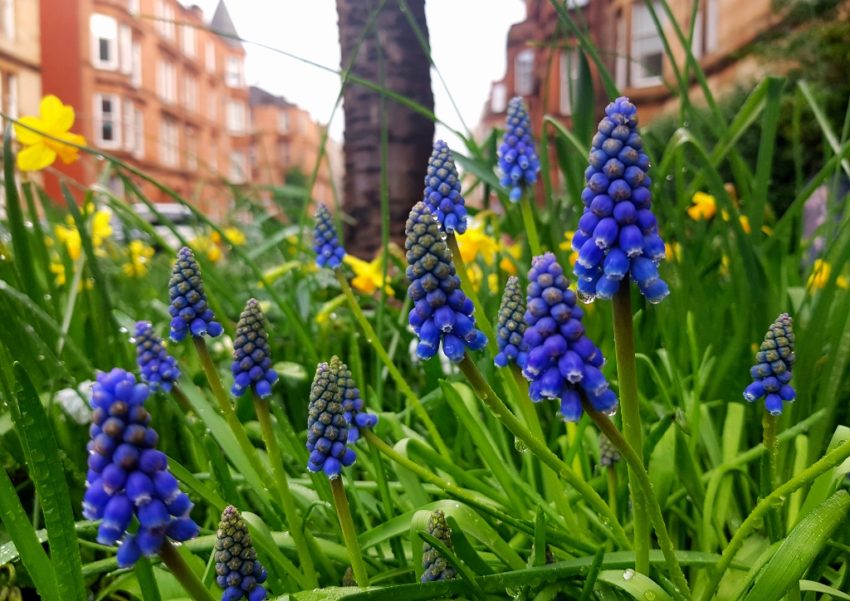 Traubenhyazinthe, Traubenhyazinthen, Muscari