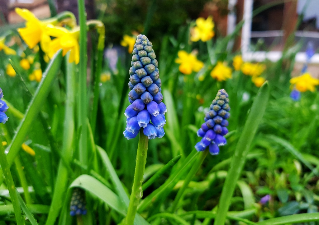 Traubenhyazinthe, Traubenhyazinthen, Muscari, Frühlingsblumen