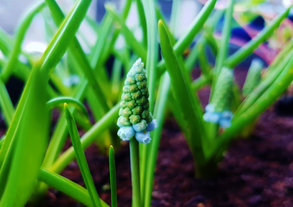 Traubenhyazinthe, Traubenhyazinthen, Muscari