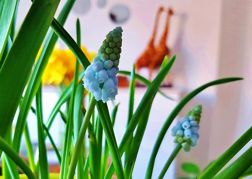Traubenhyazinthe, Traubenhyazinthen, Muscari