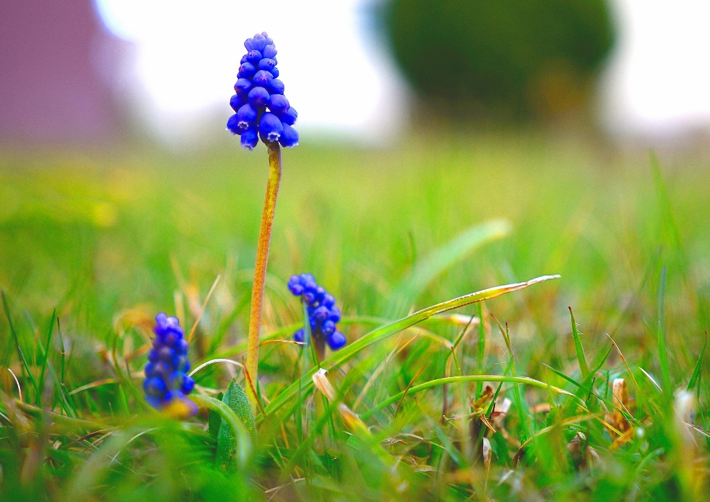 Traubenhyazinthe, Traubenhyazinthen, Muscari