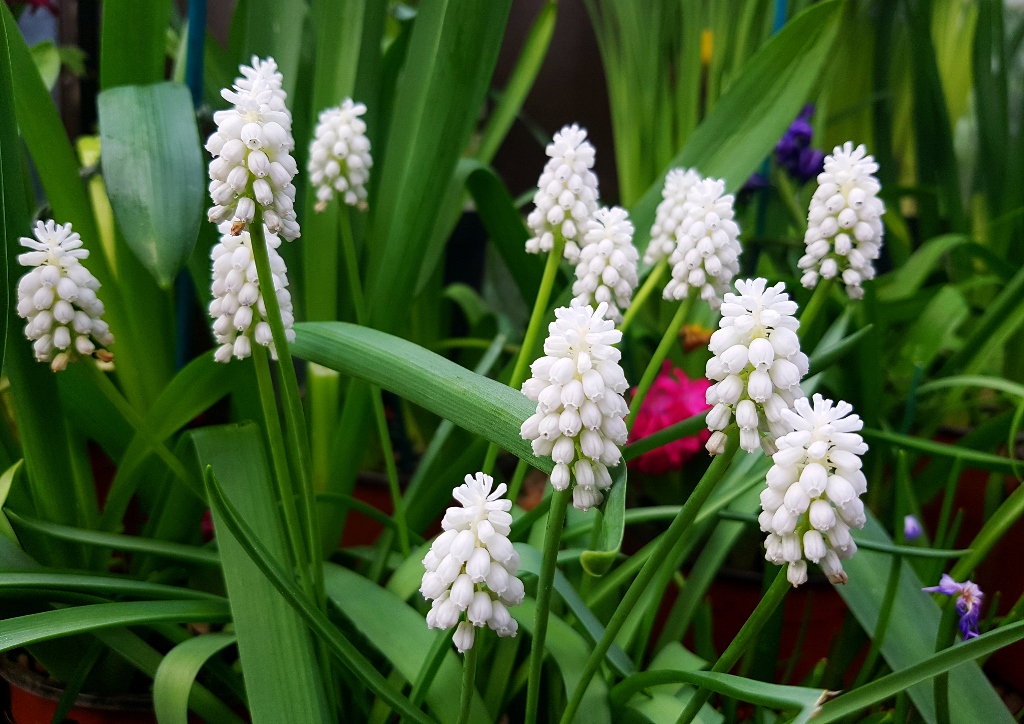 Traubenhyazinthe, Traubenhyazinthen, Muscari