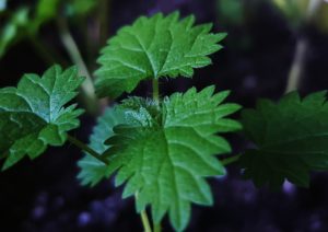 Brennnessel, Brennnesseln, Urtica