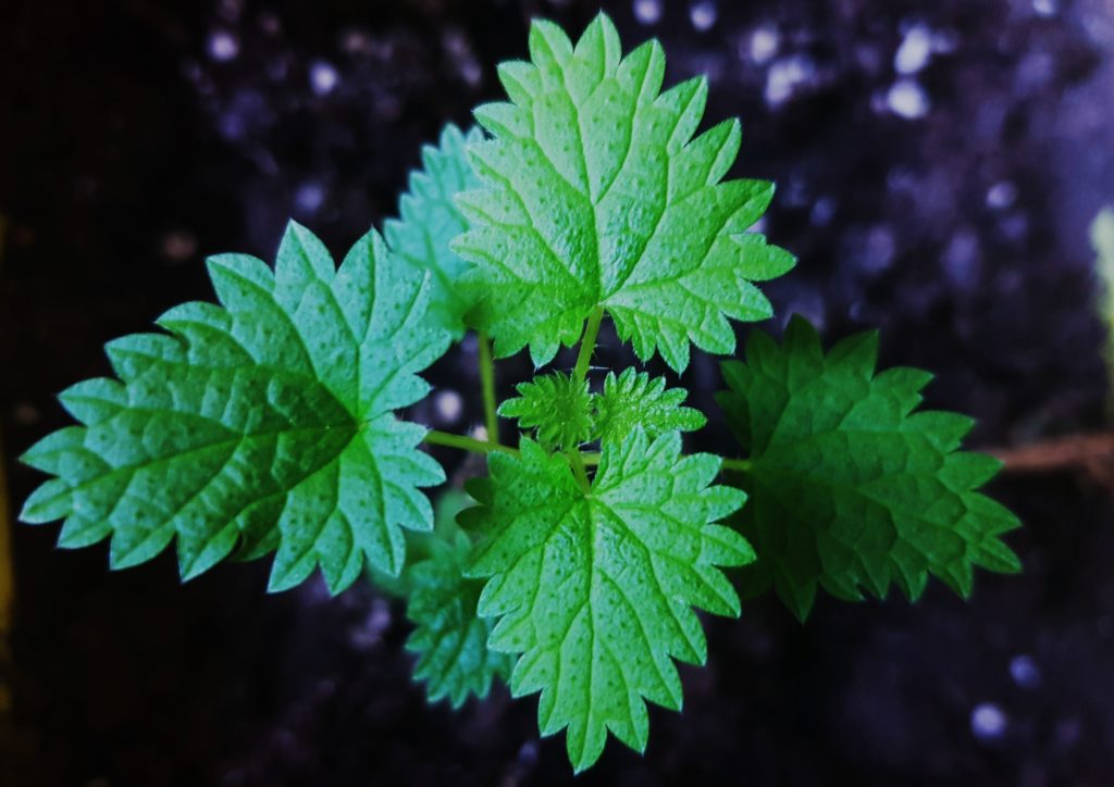 Brennnessel, Brennnesseln, Urtica