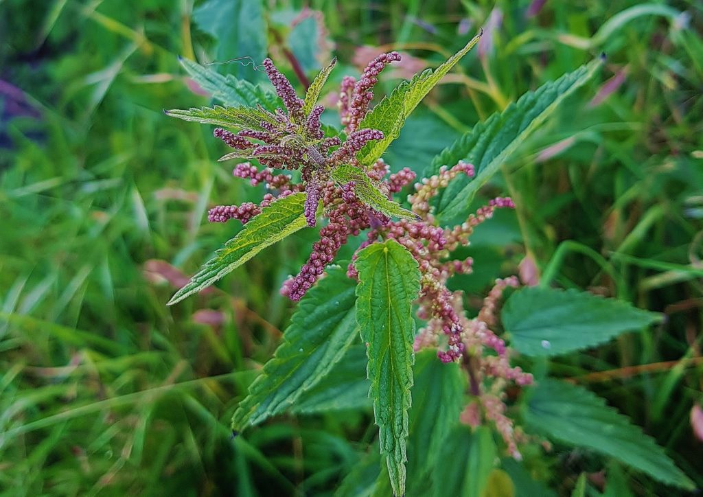 Brennnessel, Brennnesseln, Urtica