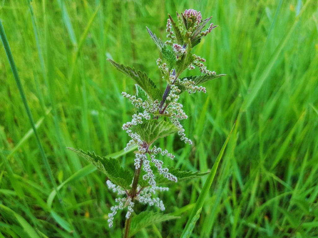 Brennnessel, Brennnesseln, Urtica