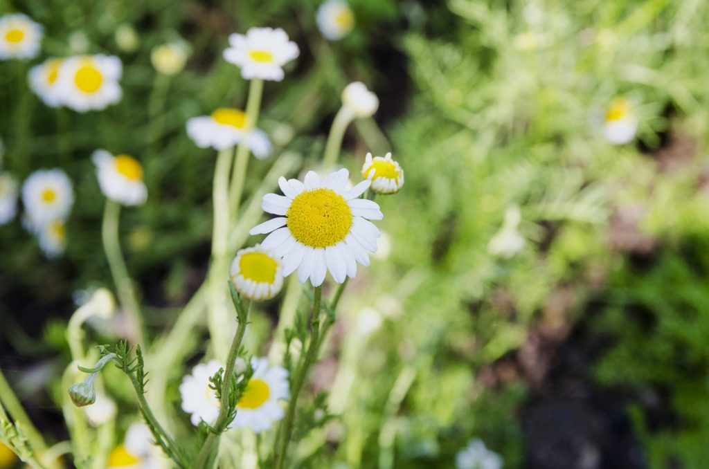 Kamille, Kamillen, Matricaria, Kamillenblüte, Kamillenblüten, Echte Kamille