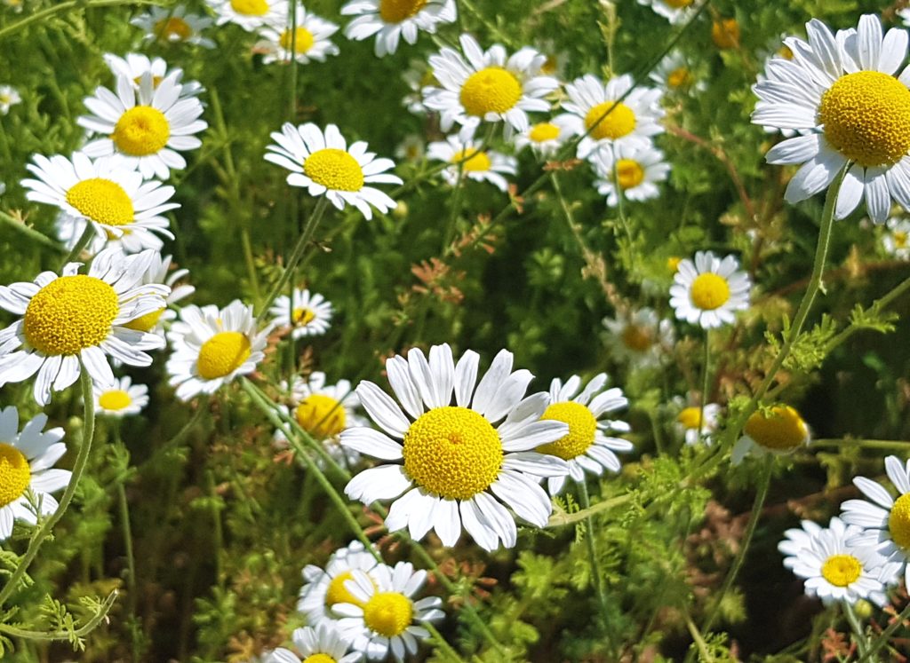 Römische Kamille, Kamillen, Kamille, Chamaemelum, Chamaemelum nobile, Kamillenblüten, Kamillenblüte