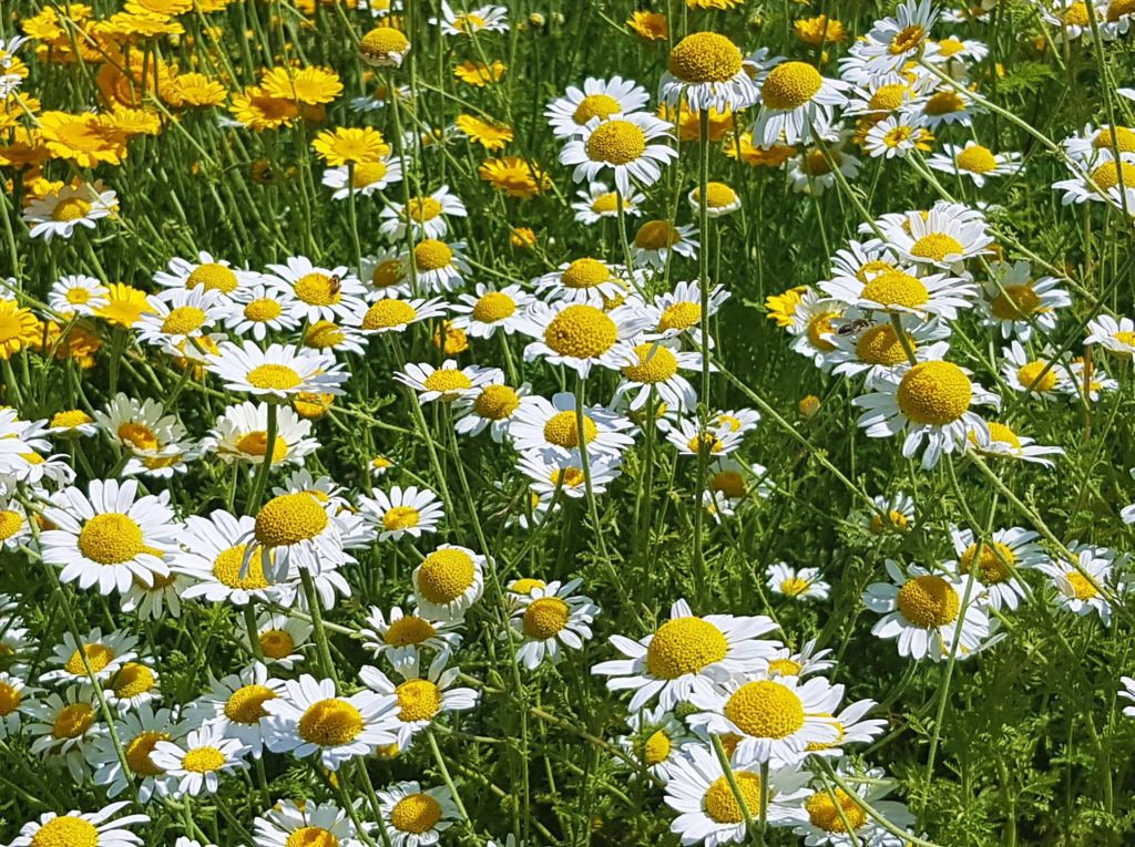 Kamille, Kamillen, Matricaria, Kamillenblüte, Kamillenblüten, Echte Kamille, Färberkamille, Anthemis, Anthemis tinctoria