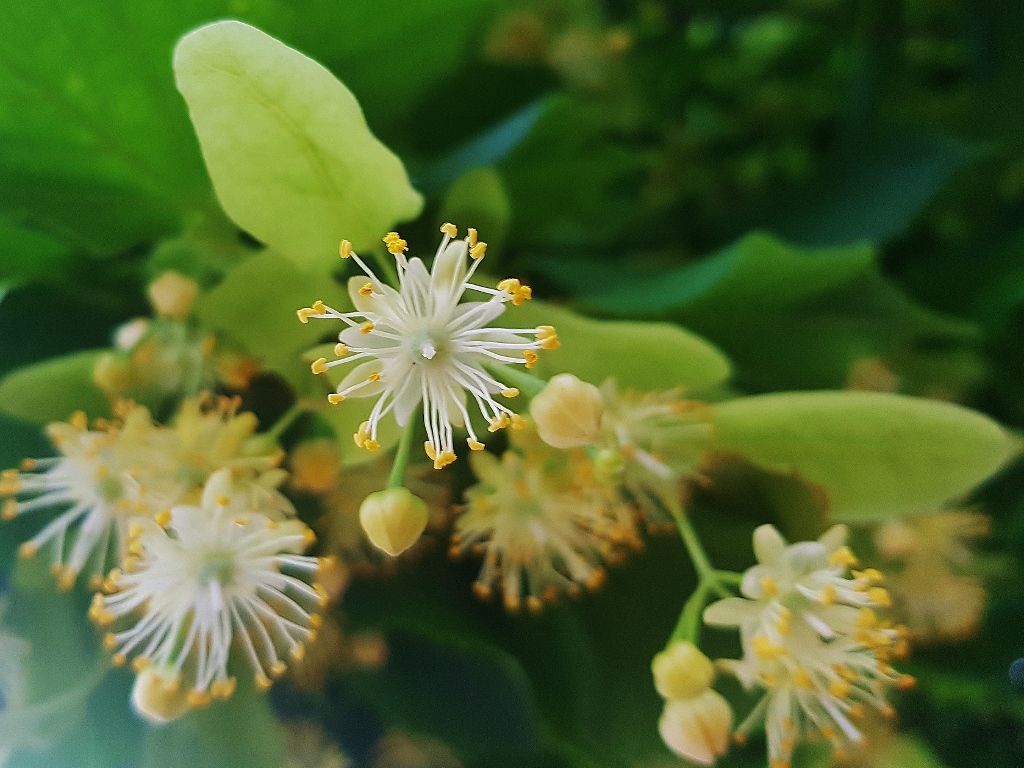 Linde pflanzen, Linde, Lindenblüte, Lindenblüten, Tilia, Wirkung