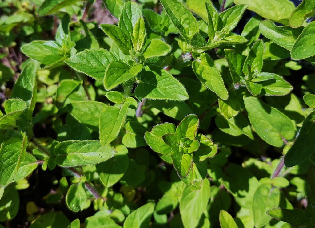 Dost, Oregano, Majoran, Origanum