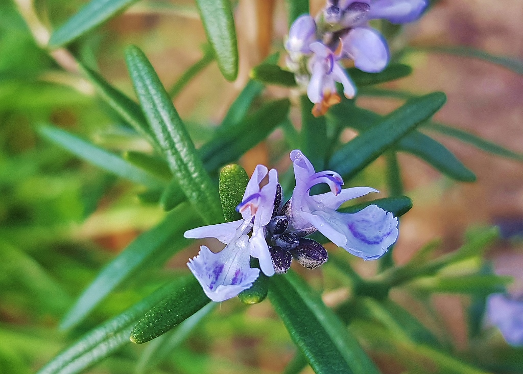 Lippenblütler, Rosmarin, Rosmarinus, Rosmarinus officinalis, Rosmarin Blüte, Rosmarinblüte