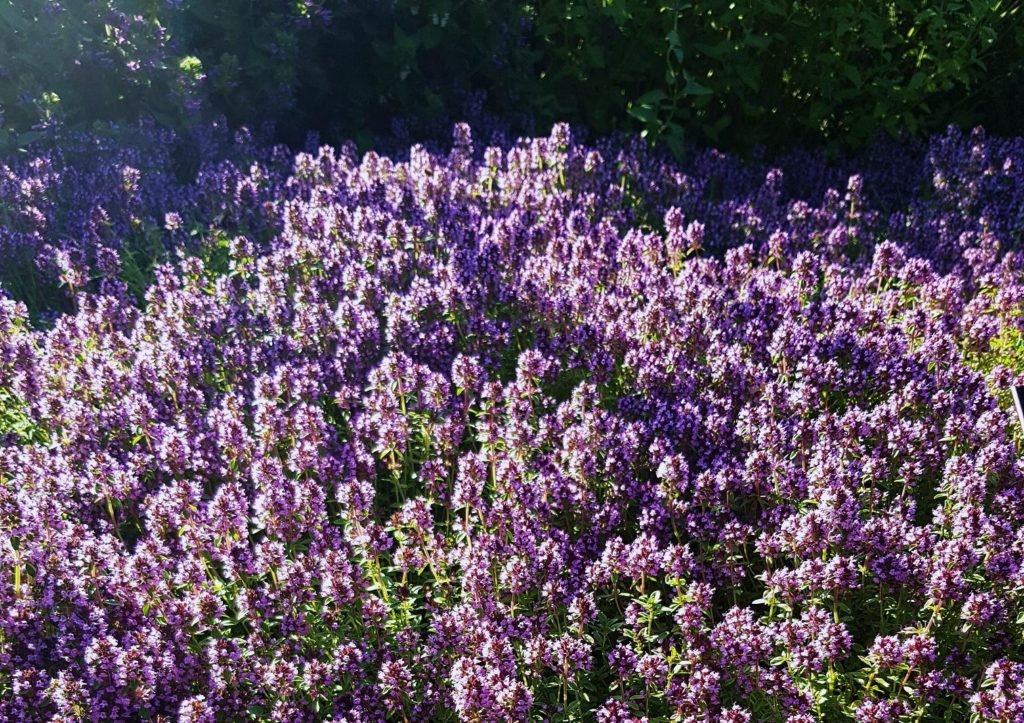 Sand-Thymian, Thymian, Thymus serpyllum, Quendel, Thymus, Thymianbeet