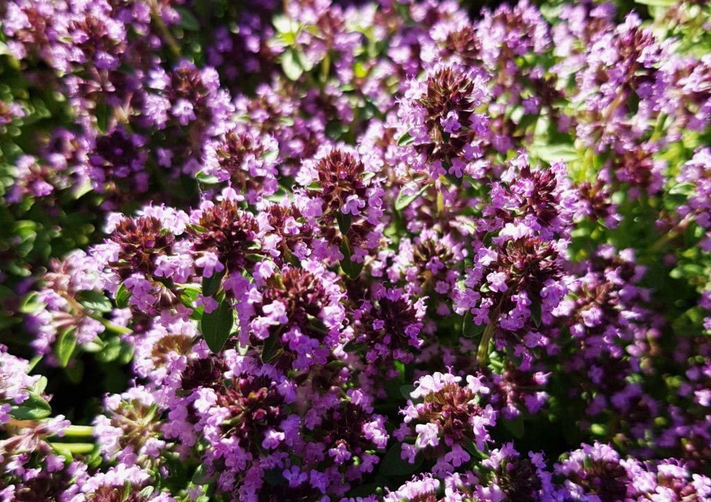 Sand-Thymian, Thymus serpyllum, Thymian, Thymus, Thymianblüte, Quendel