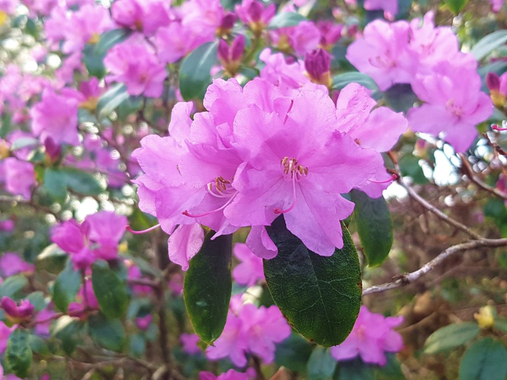 Azaleen pflanzen, Rhododendron, Rhododendron, Blüte, Blüten, Rhododendronblüte, Rhododendronblüten, Azalee, Azaleen