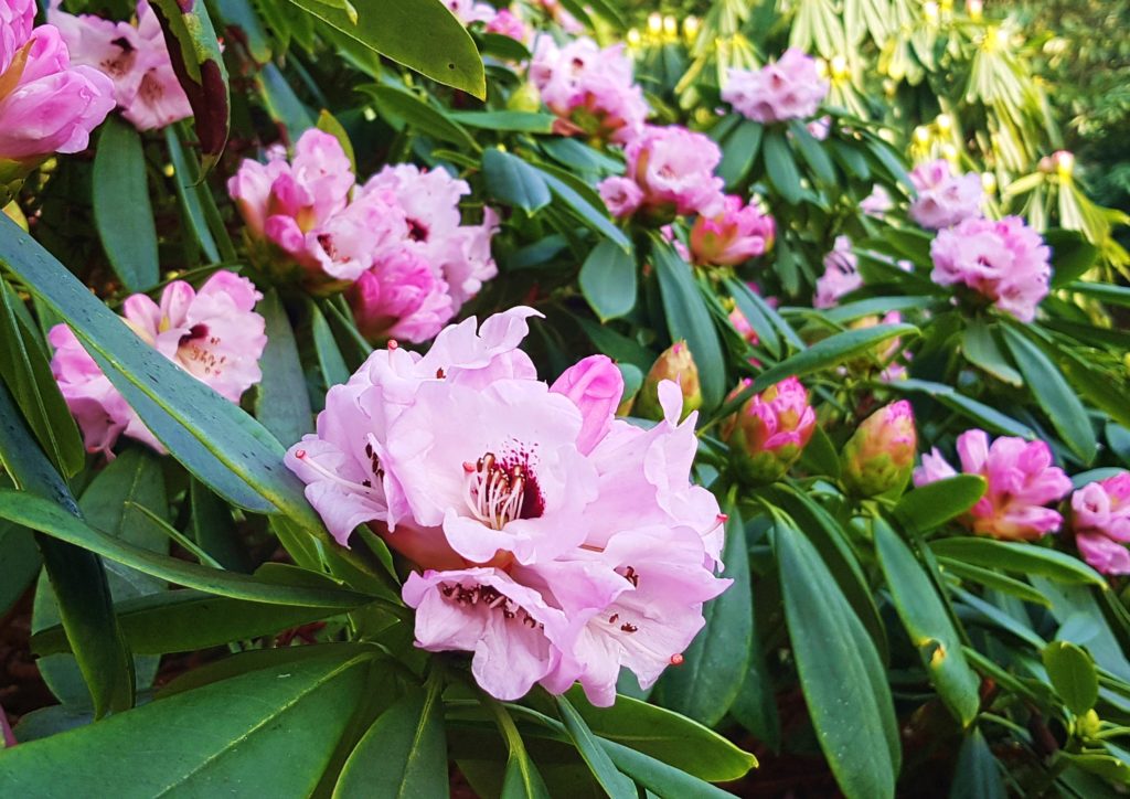 Rhododendron, Rhododendron, Blüte, Blüten, Rhododendronblüte, Rhododendronblüten, Azalee, Azaleen
