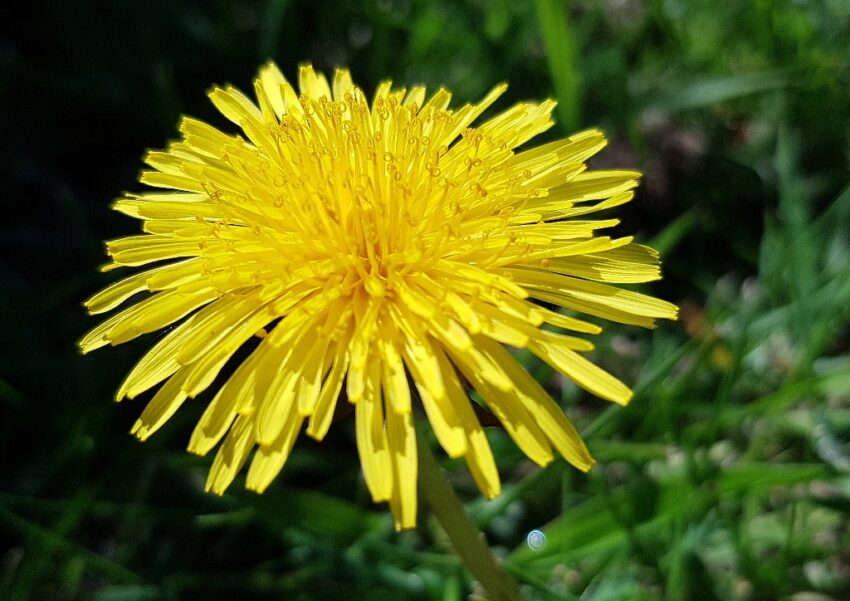 Löwenzahn, Löwenzähne, Pusteblume, Taraxacum