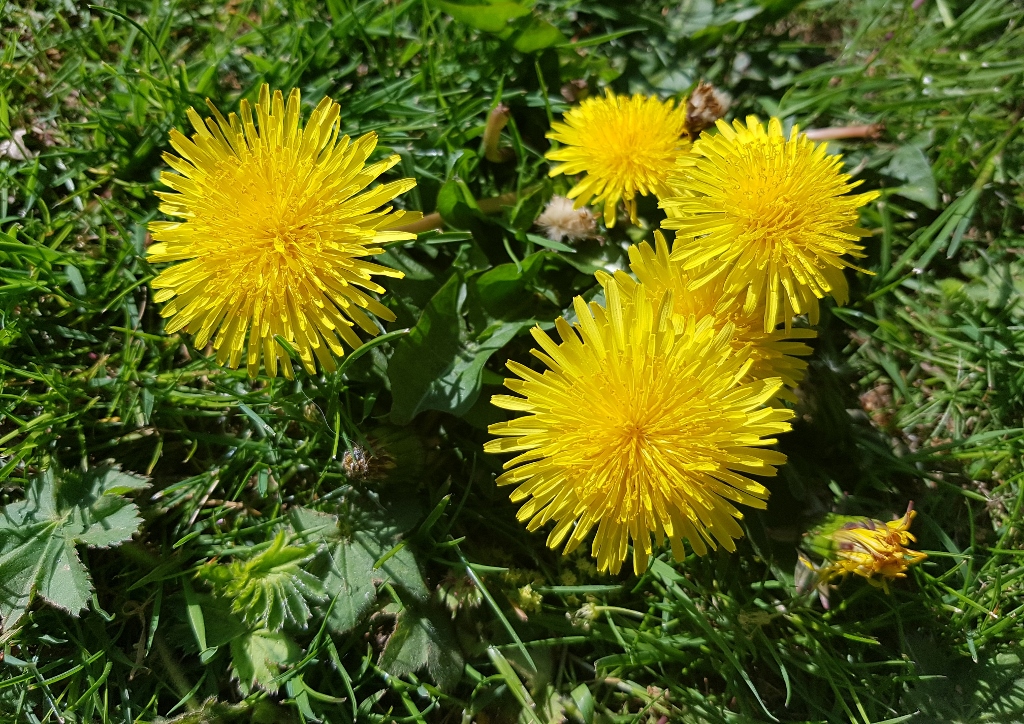 Löwenzahn, Löwenzähne, Pusteblume, Taraxacum