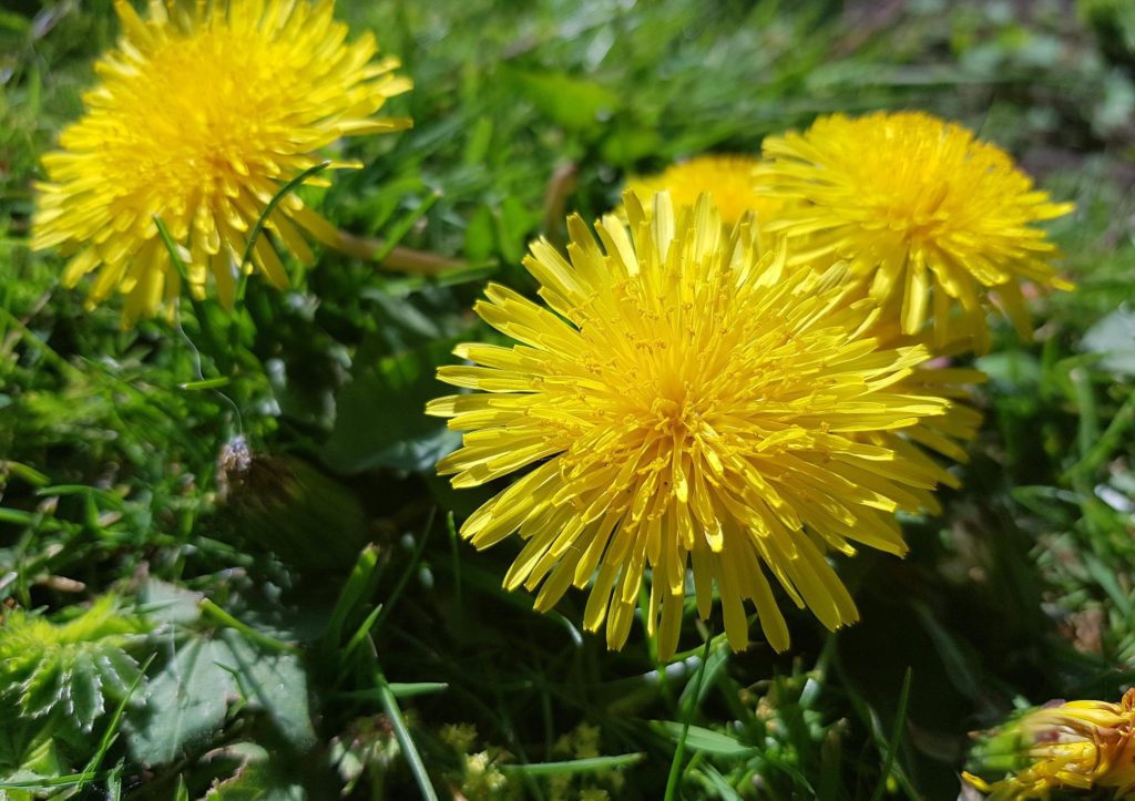 Löwenzahn, Löwenzähne, Pusteblume, Taraxacum