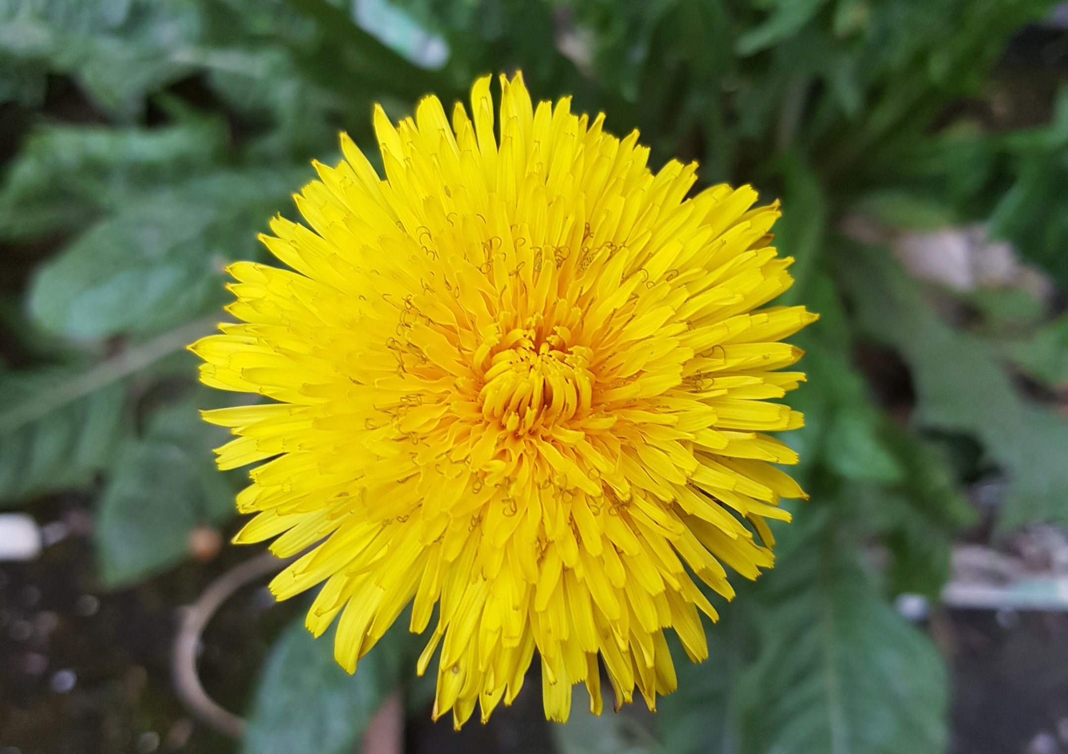 Löwenzahn, Löwenzähne, Pusteblume, Taraxacum