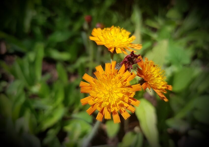 Pippau, Crepis, Goldpippau, Crepis aurea