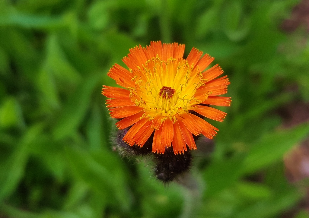 Pippau, Crepis, Goldpippau, Crepis aurea