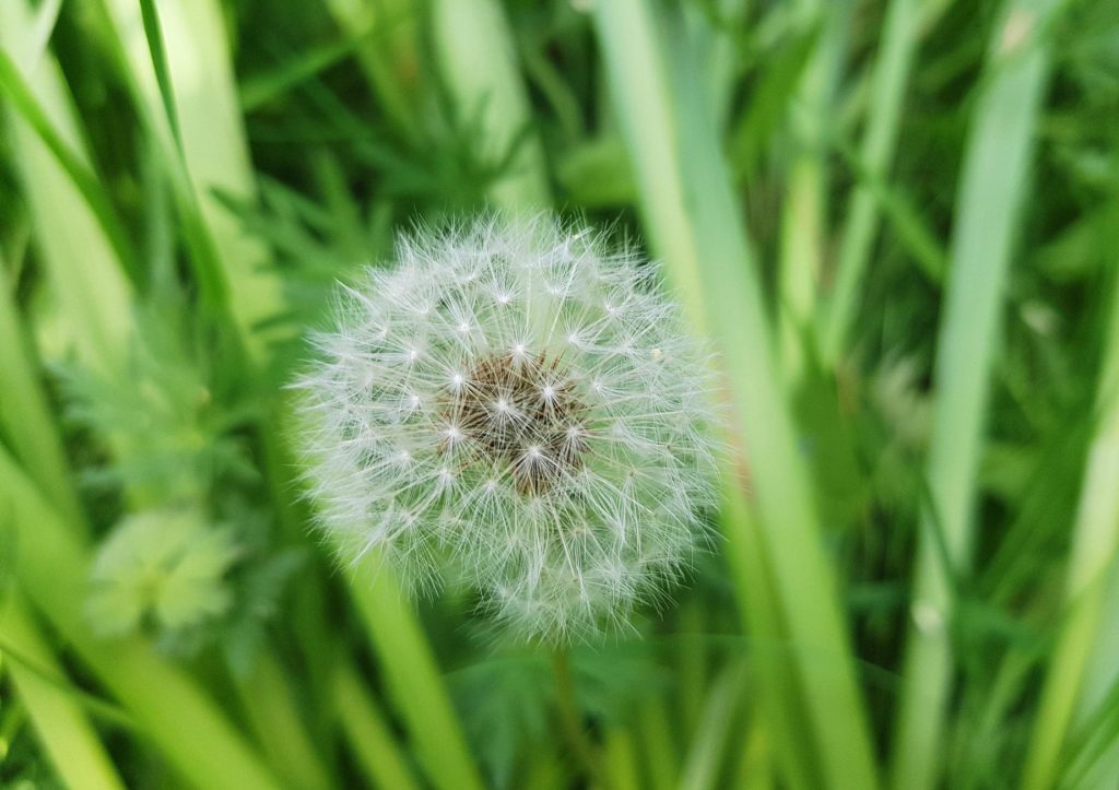 Löwenzahn, Löwenzähne, Pusteblume, Taraxacum, Unkraut jäten