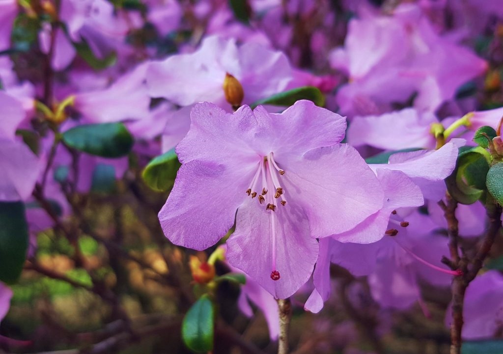 Rhododendron, Rhododendron, Blüte, Blüten, Rhododendronblüte, Rhododendronblüten, Azalee, Azaleen