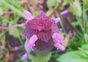 Taubnessel, Taubnesseln, Frühlingskräuter, Lamium