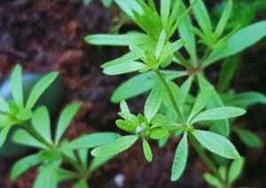 Waldmeister, Labkraut, Labkräuter, Galium, Galium odoratum, blauer Waldmeister, orientalischer Waldmeister, Galium orientalis, Asperula orientalis