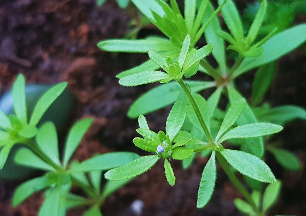 Waldmeister, Labkraut, Labkräuter, Galium, Galium odoratum, blauer Waldmeister, orientalischer Waldmeister, Galium orientalis, Asperula orientalis