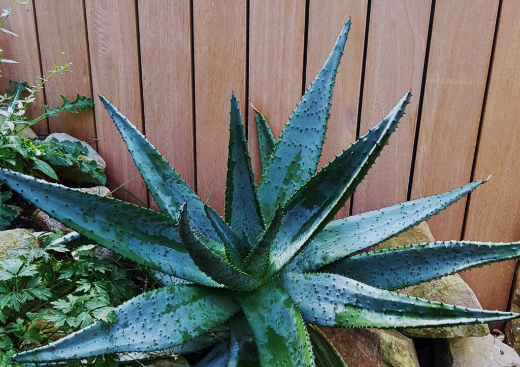 Aloe aristata, Aloe, bebänderte Aloe, Neuseeland, Aloe Arten