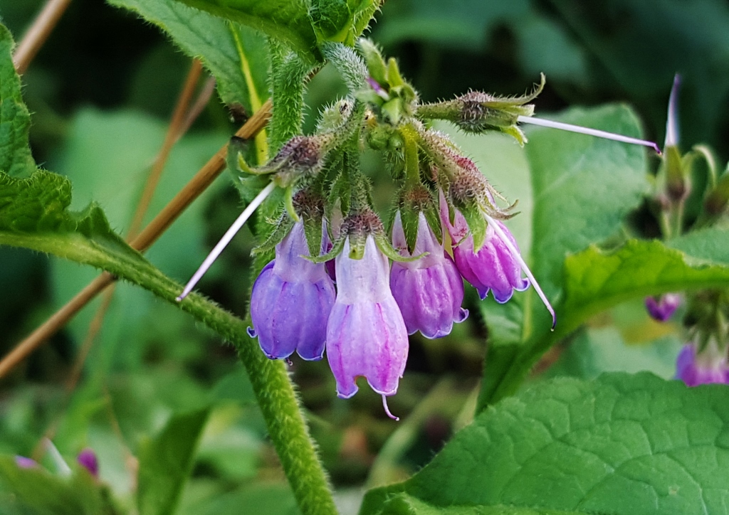 Beinwell, Beinwurz, Wallwurz, Symphytum, Echter Beinwell, Symphytum officinale, Beinwell Blüte