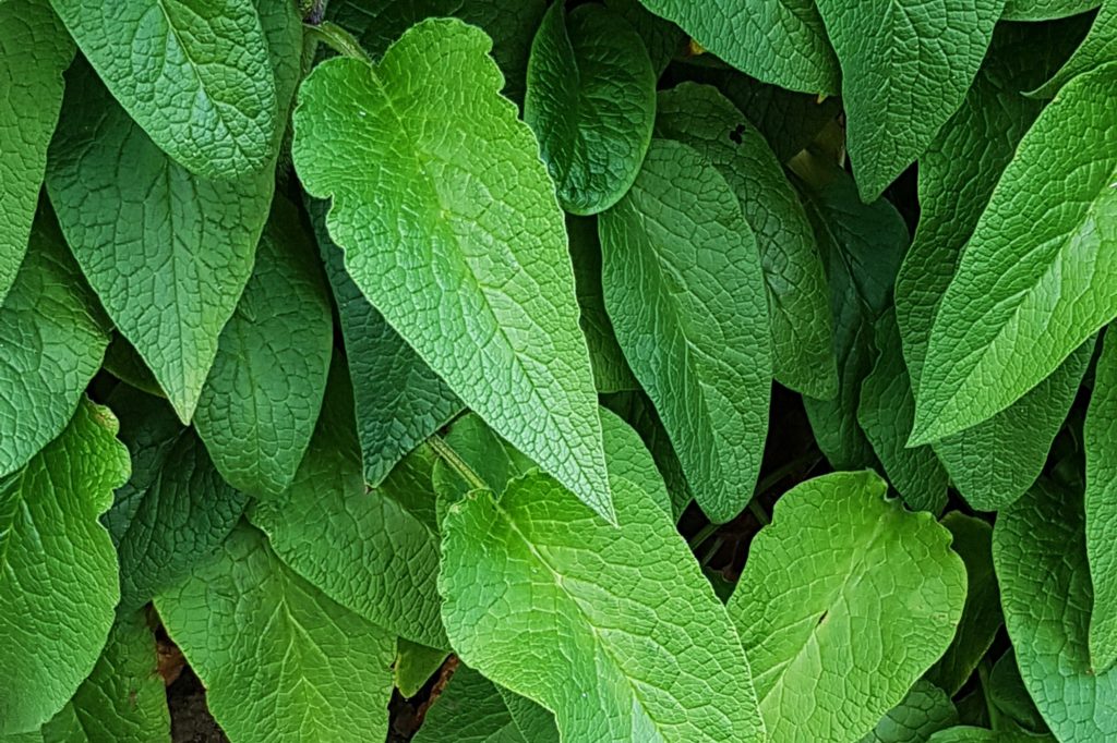 Beinwell, Beinwurz, Wallwurz, Echter Beinwell, Symphytum, Symphytum officinale