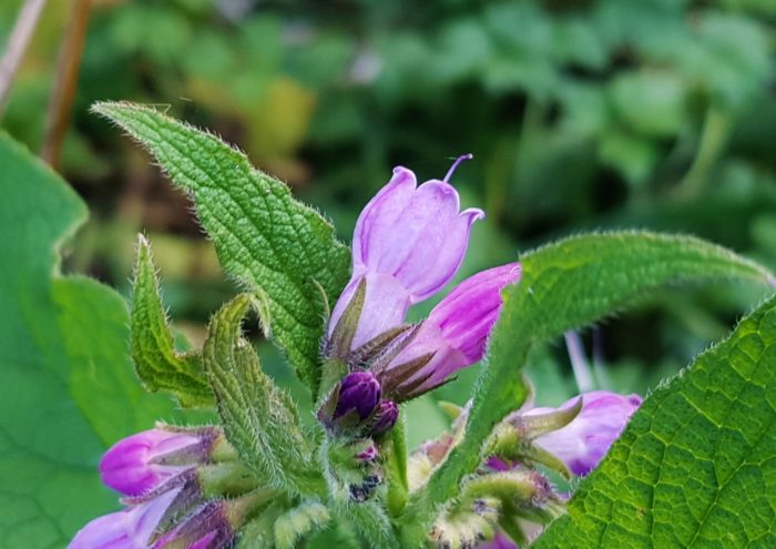 Beinwell, Beinwurz, Wallwurz, Symphytum, Echter Beinwell, Symphytum officinale, Beinwell Blüte